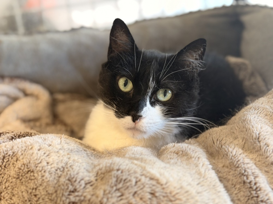 Dowsie - Chat Européen à adopter
