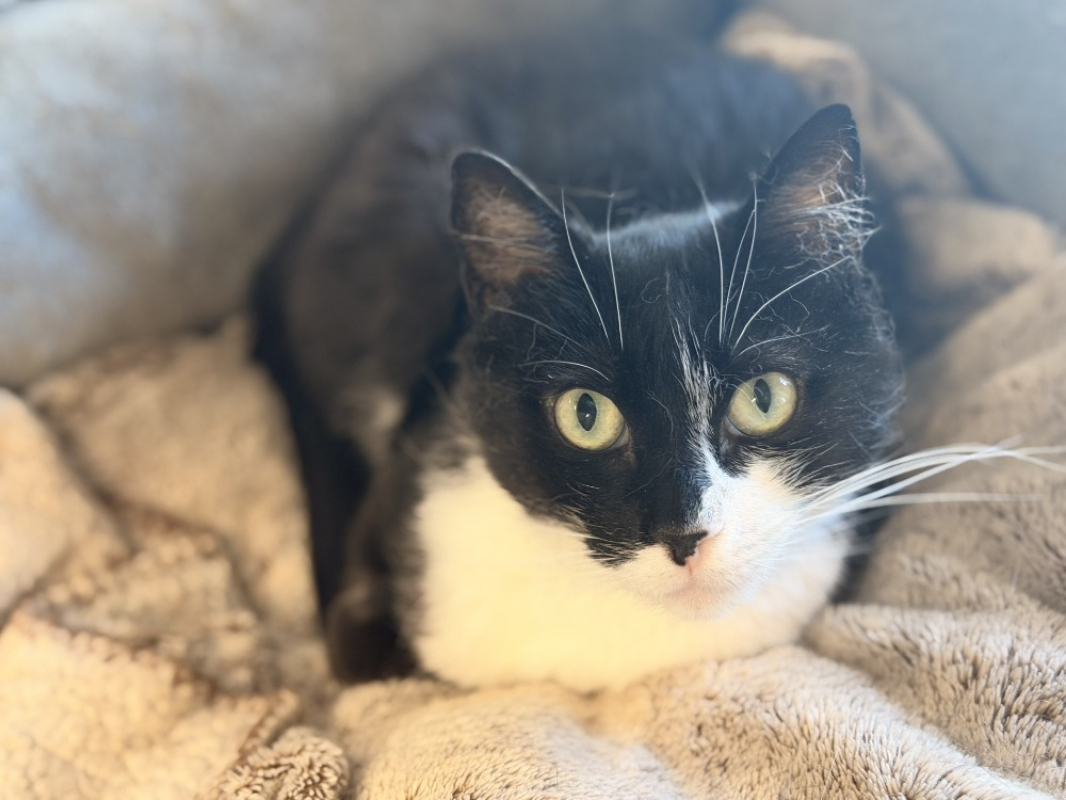 Dowsie - Chat Européen à adopter - photo 2
