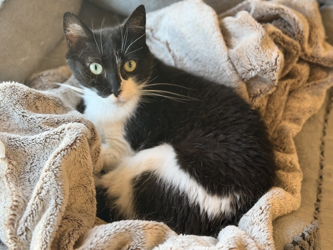 Dowsie - Chat Européen à adopter - photo 3