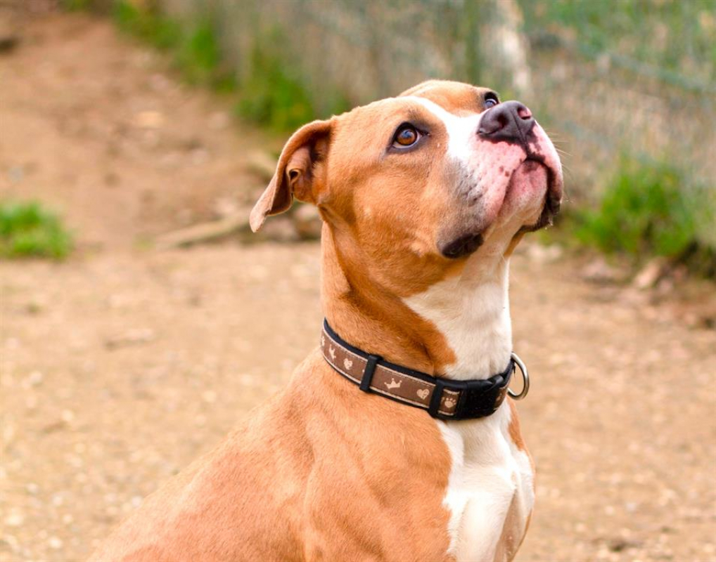 Chachou - Chien Bouledogue Américain à adopter - photo 2