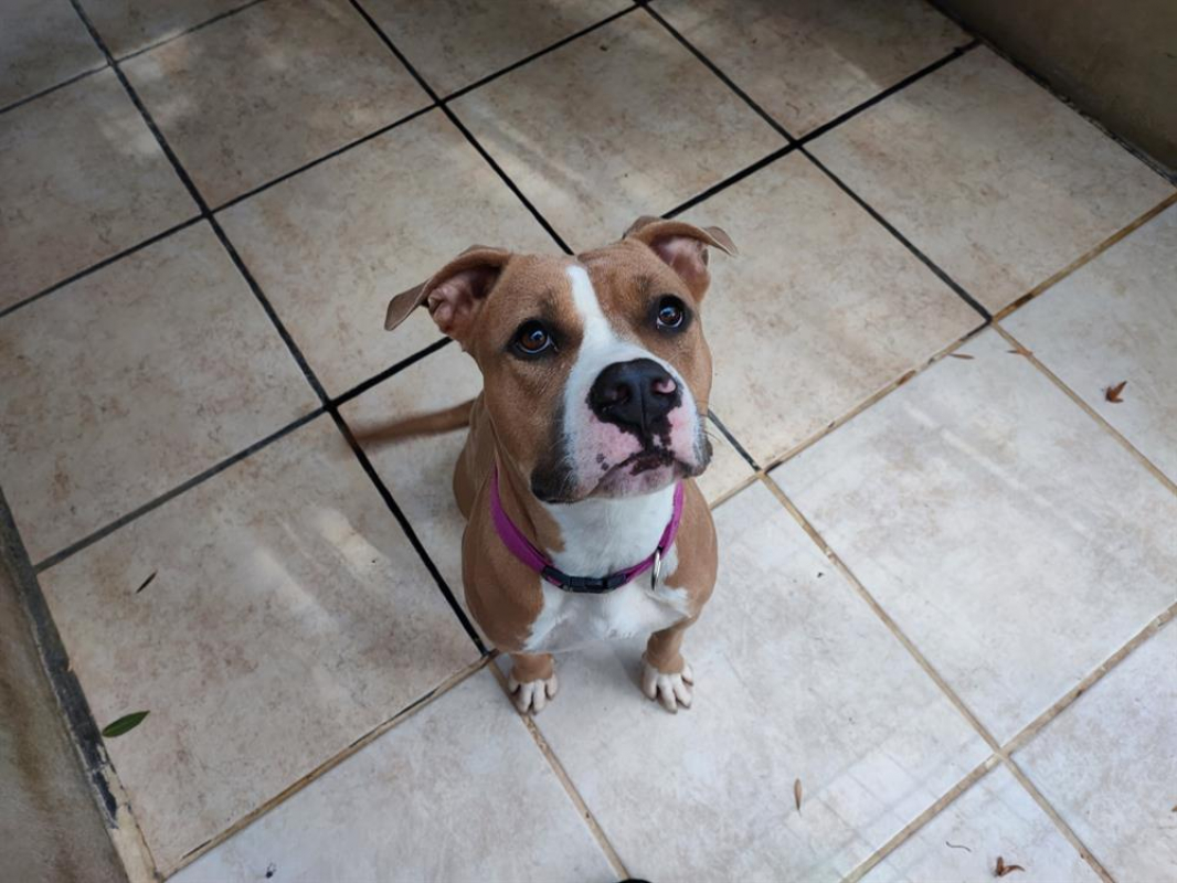 Chachou - Chien Bouledogue Américain à adopter - photo 3