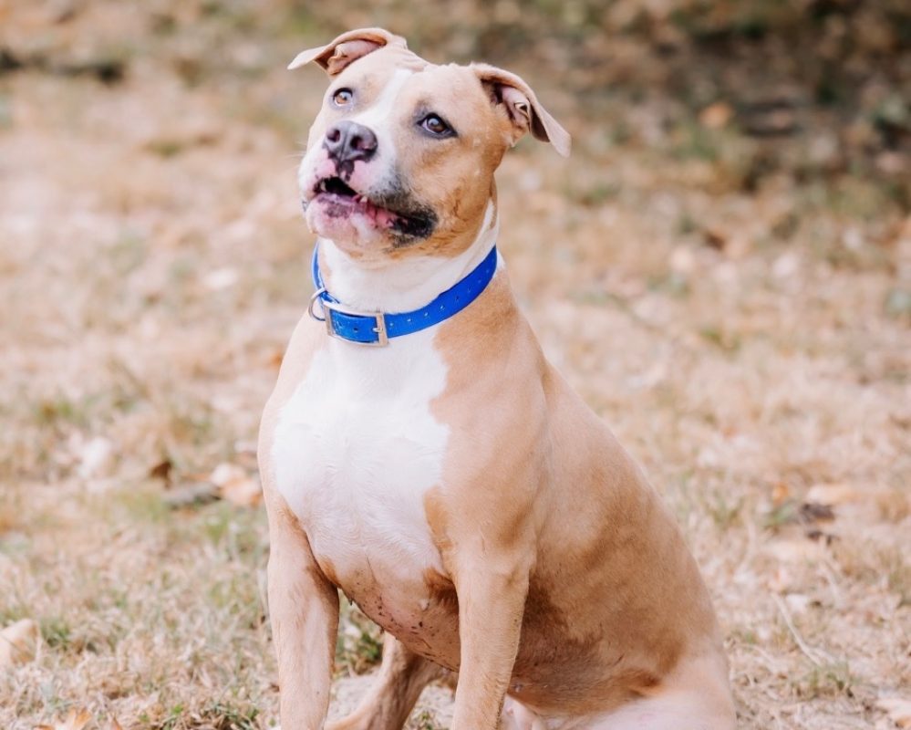 Chachou - Chien Bouledogue Américain à adopter