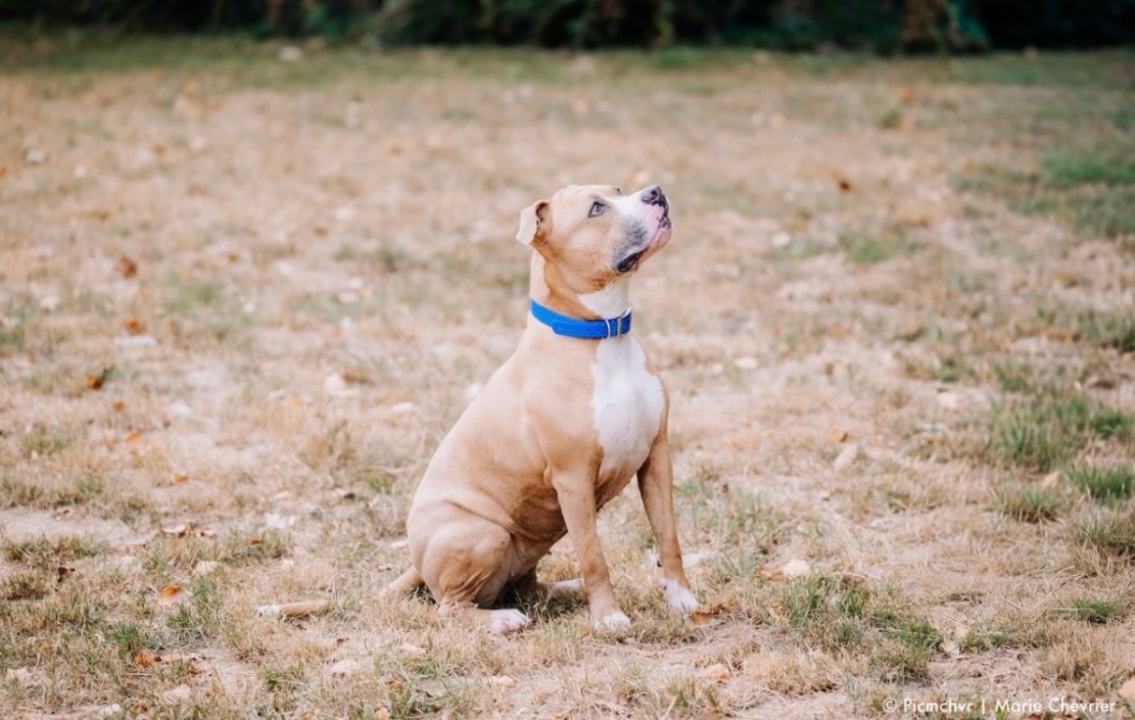 Chachou - Chien Bouledogue Américain à adopter - photo 2