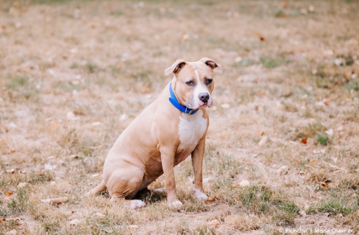 Chachou - Chien Bouledogue Américain à adopter - photo 3