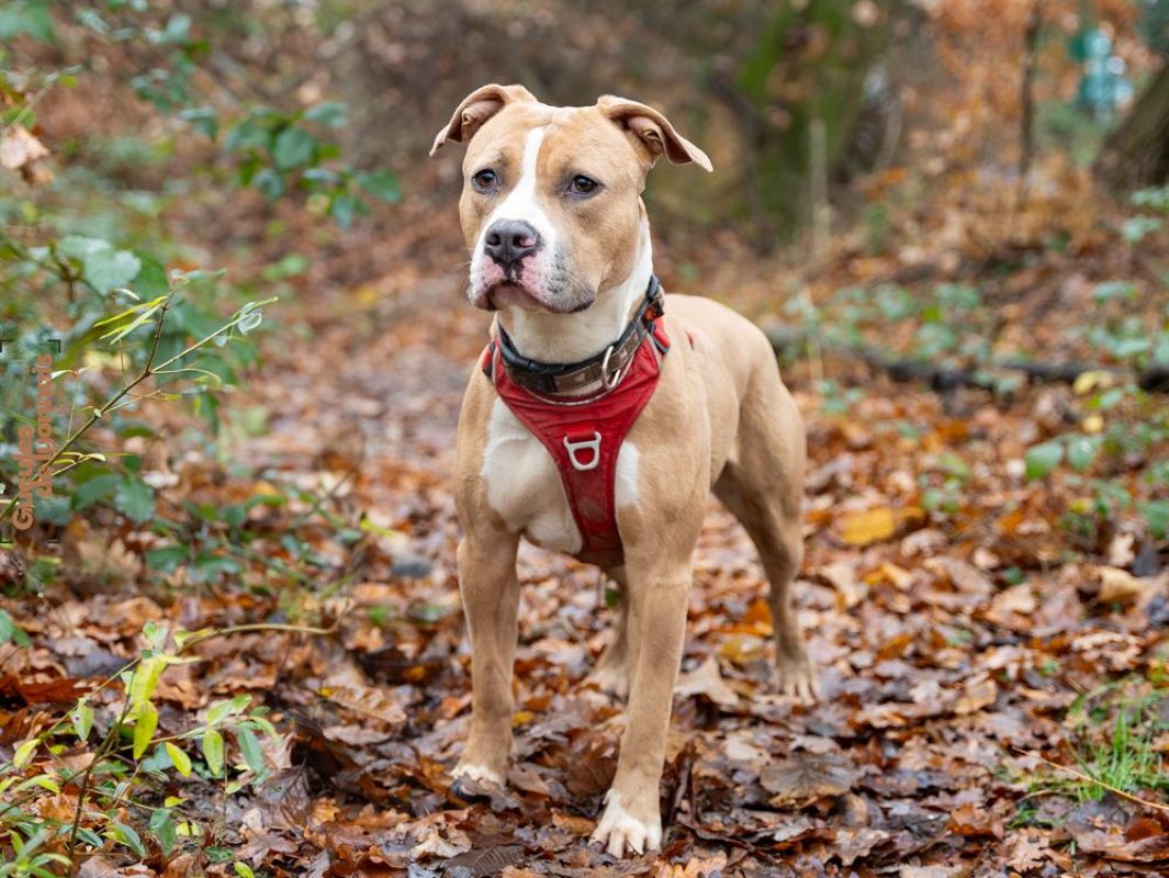 Chachou - Chien Bouledogue Américain à adopter - photo 4
