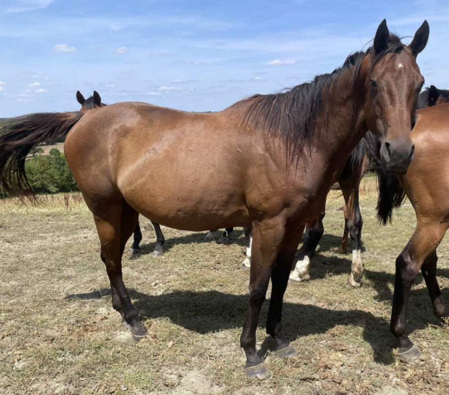 Dibamba - Equidé Cheval à adopter
