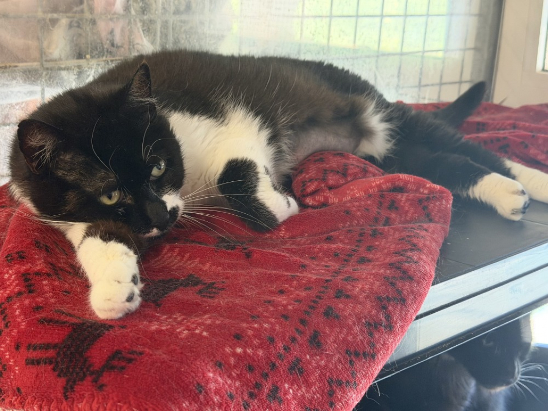 Abyssia - Chat Européen à adopter - photo 3