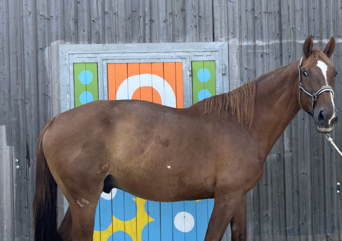 Call me - Equidé Cheval à adopter