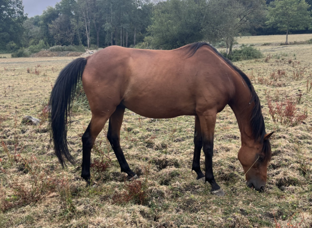 Anaarus - Equidé Cheval à adopter