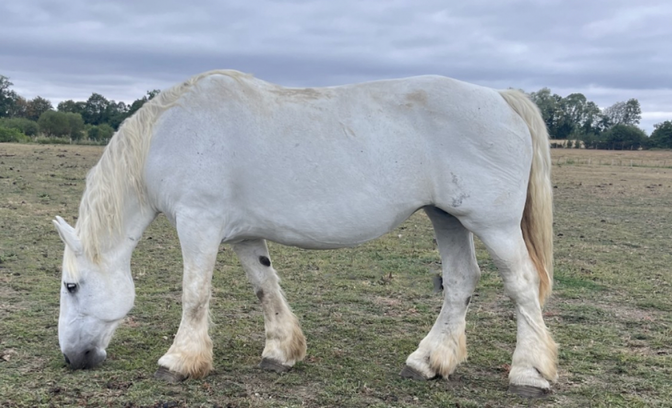 Soumise - Equidé Cheval à adopter