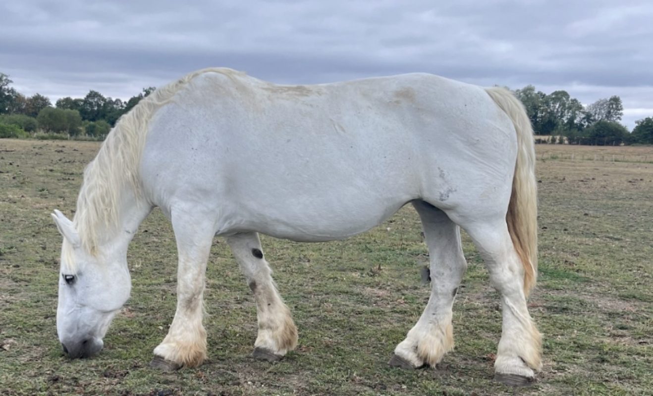 Soumise - Equidé Cheval à adopter