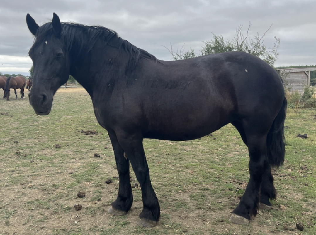 Eglantine - Equidé Cheval à adopter