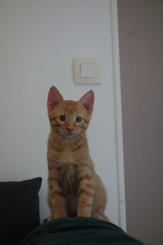 Adso - Chat Européen à adopter - photo 2