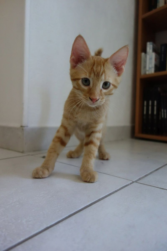 Adso - Chat Européen à adopter - photo 3