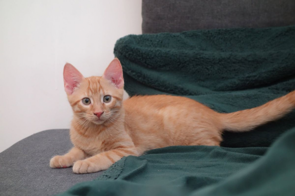 Adso - Chat Européen à adopter