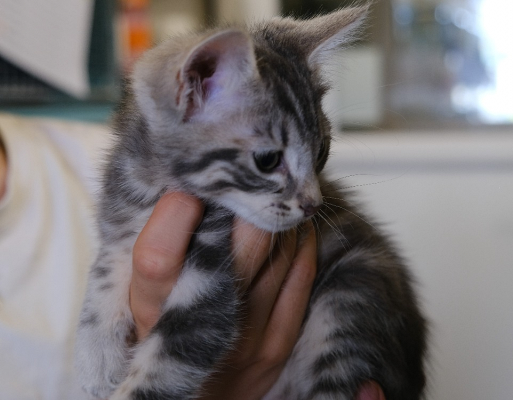 Sintonia - Chat Européen à adopter