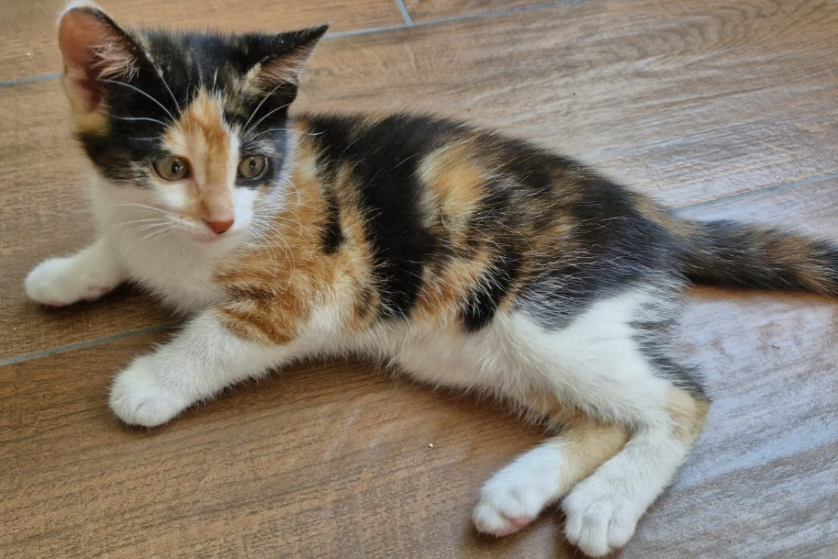 Samba "réservé" - Chat Européen à adopter