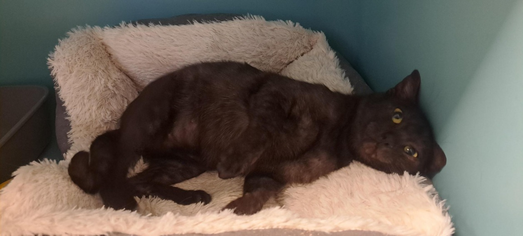 Soare - Chat à adopter