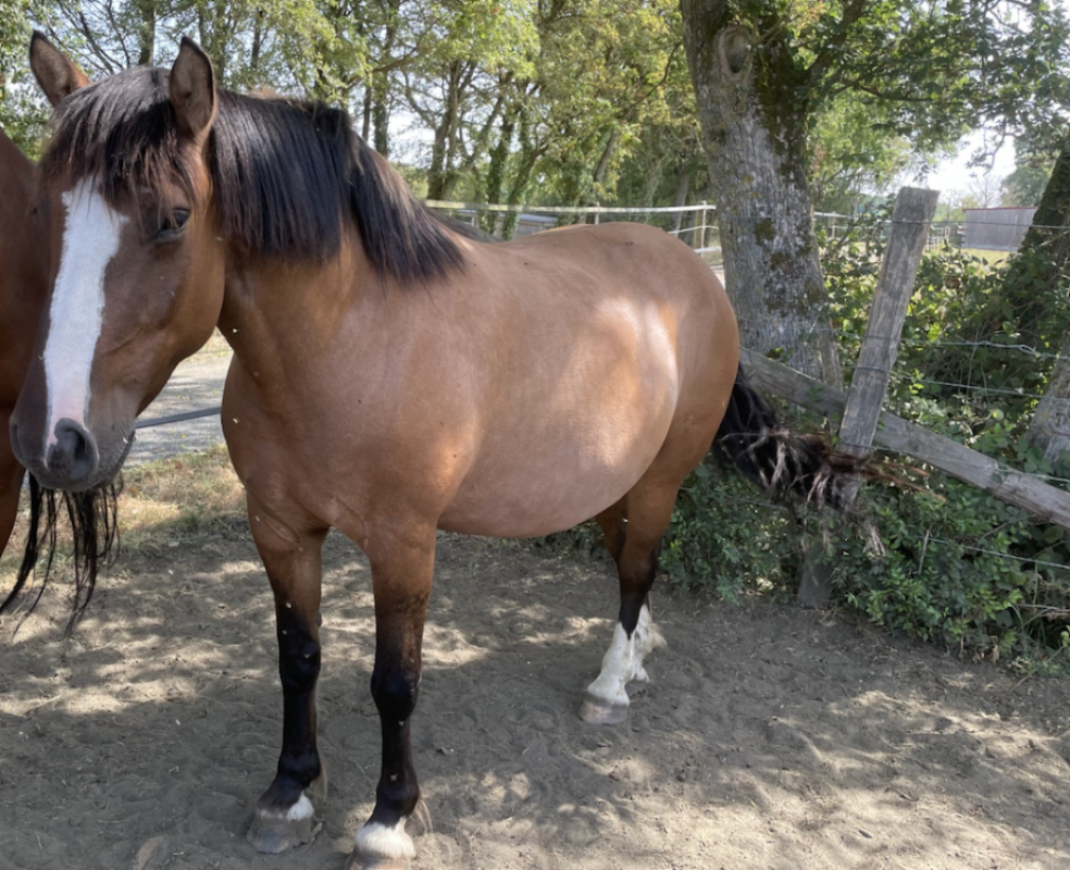 Kelia - Equidé Cheval à adopter