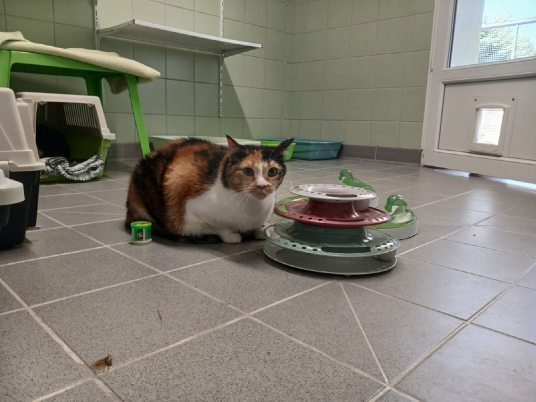 Rosi - Chat Européen à adopter