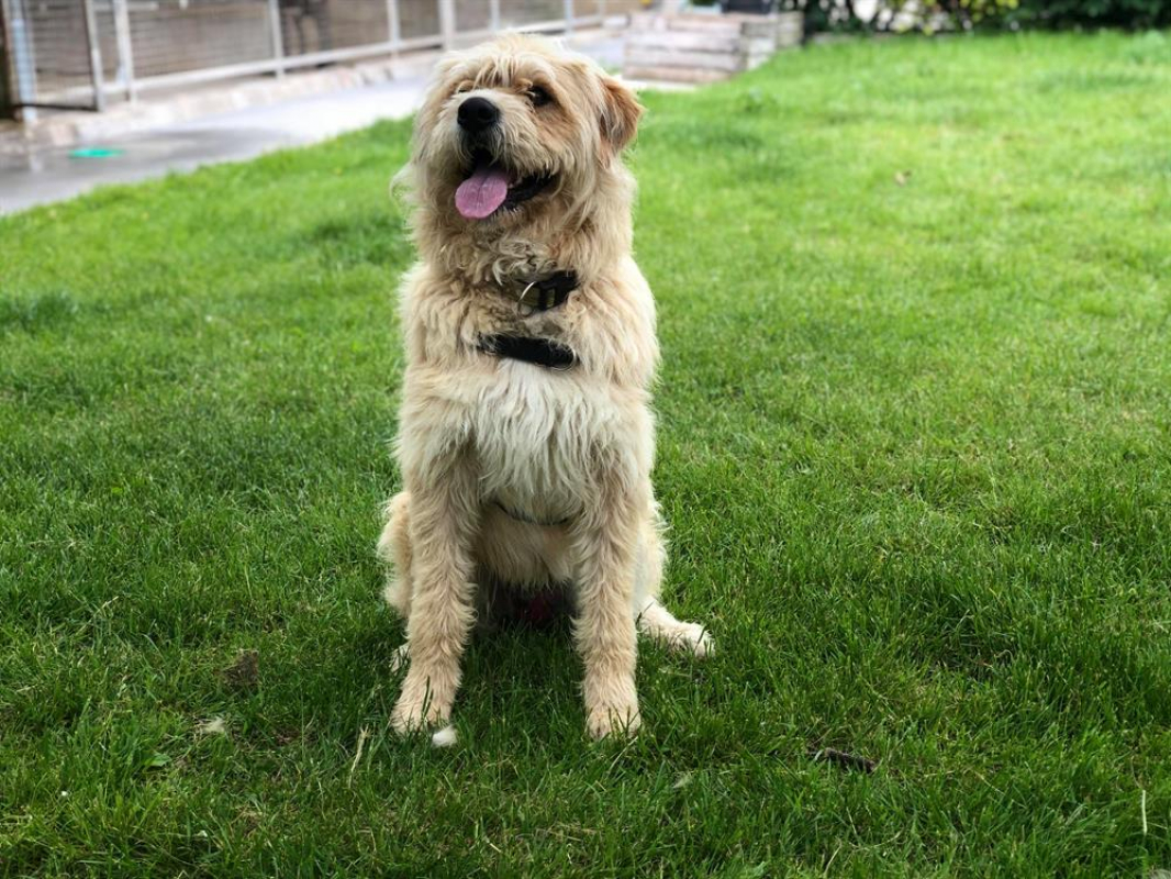 Oscar - Chien Briquet Griffon Vendéen à adopter