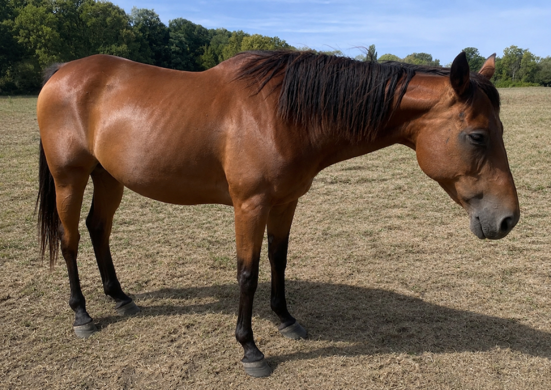 Nellywakie - Equidé Cheval à adopter