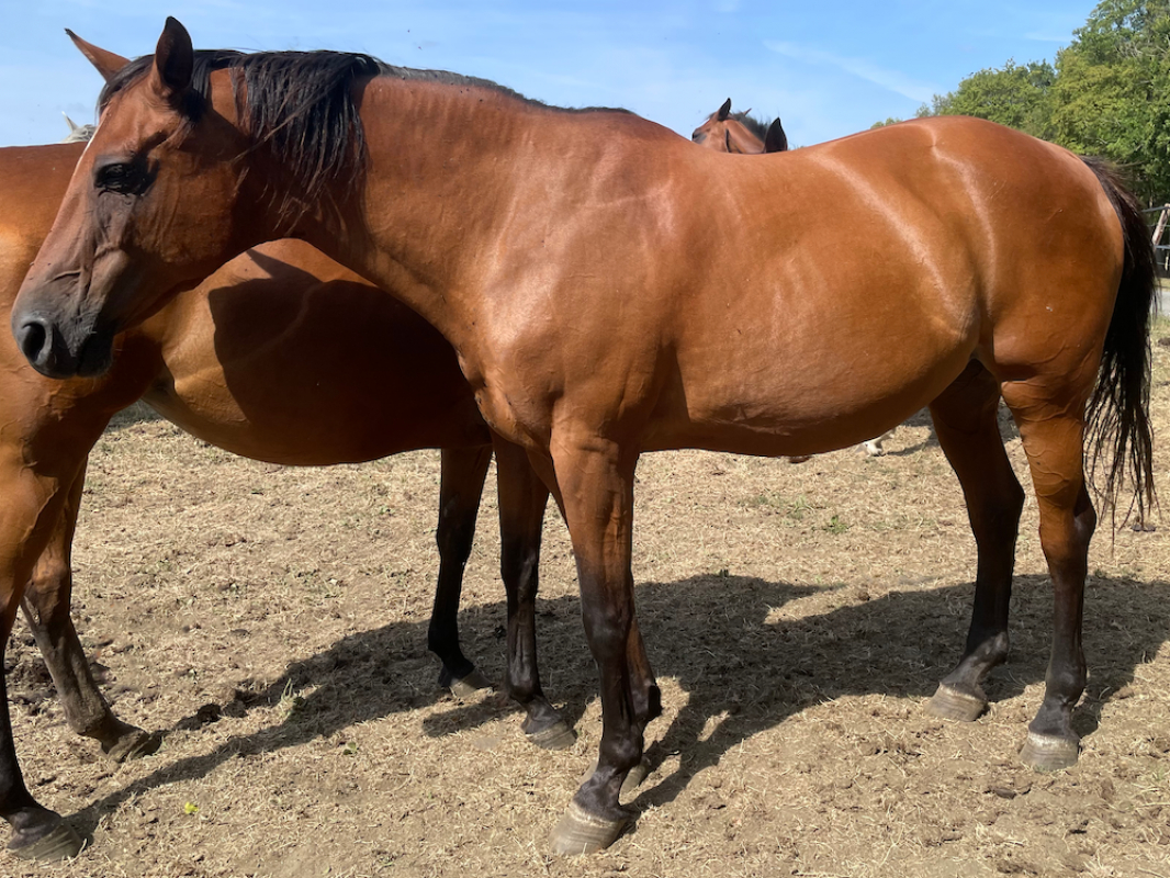 Croostie z - Equidé Cheval à adopter