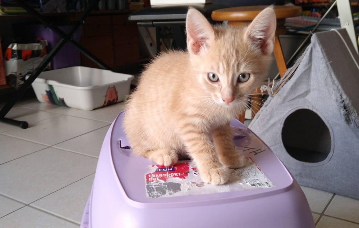 Bulot - Chat Européen à adopter