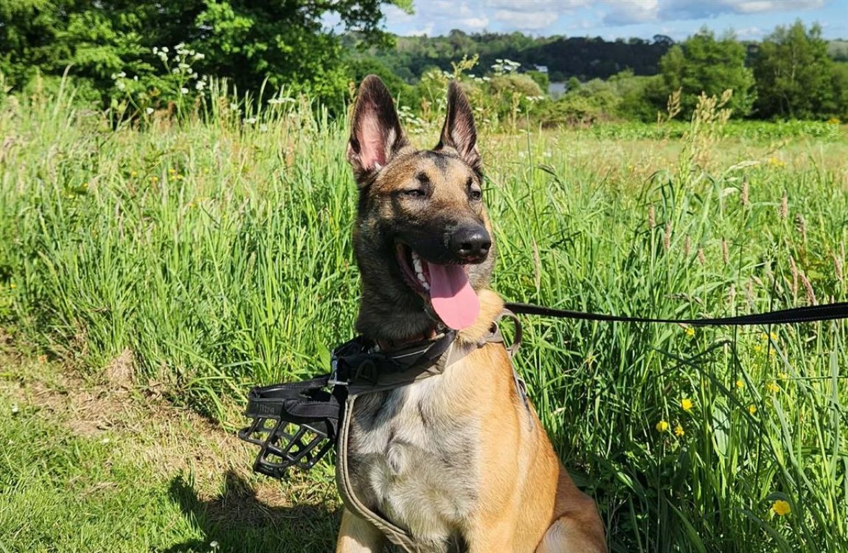 Arrakis - Chien Berger Belge Malinois à adopter