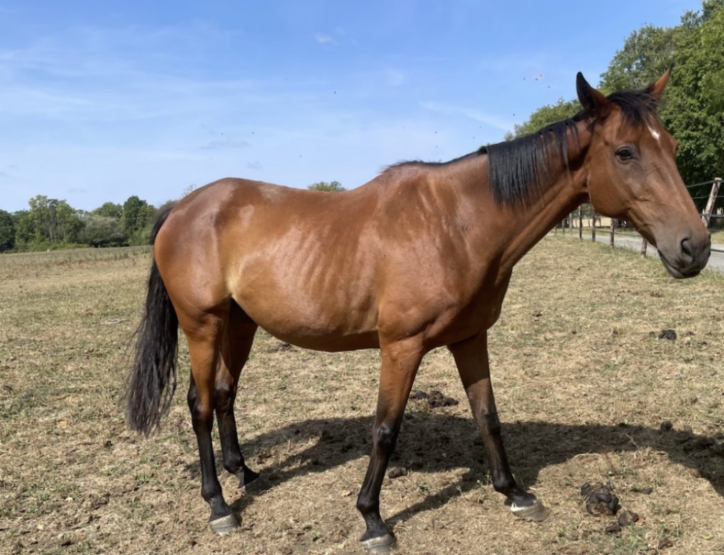 Jukskei sweep - Equidé Cheval à adopter