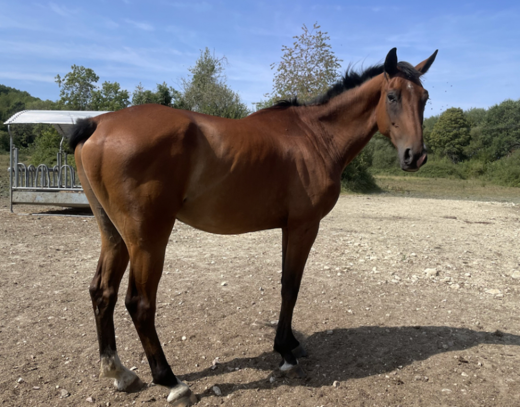 Keen - Equidé Cheval à adopter
