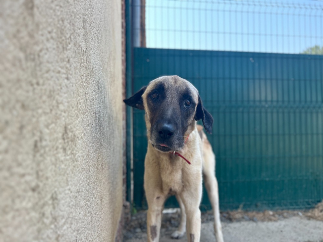 Neo - Chien Berger d'Anatolie à adopter