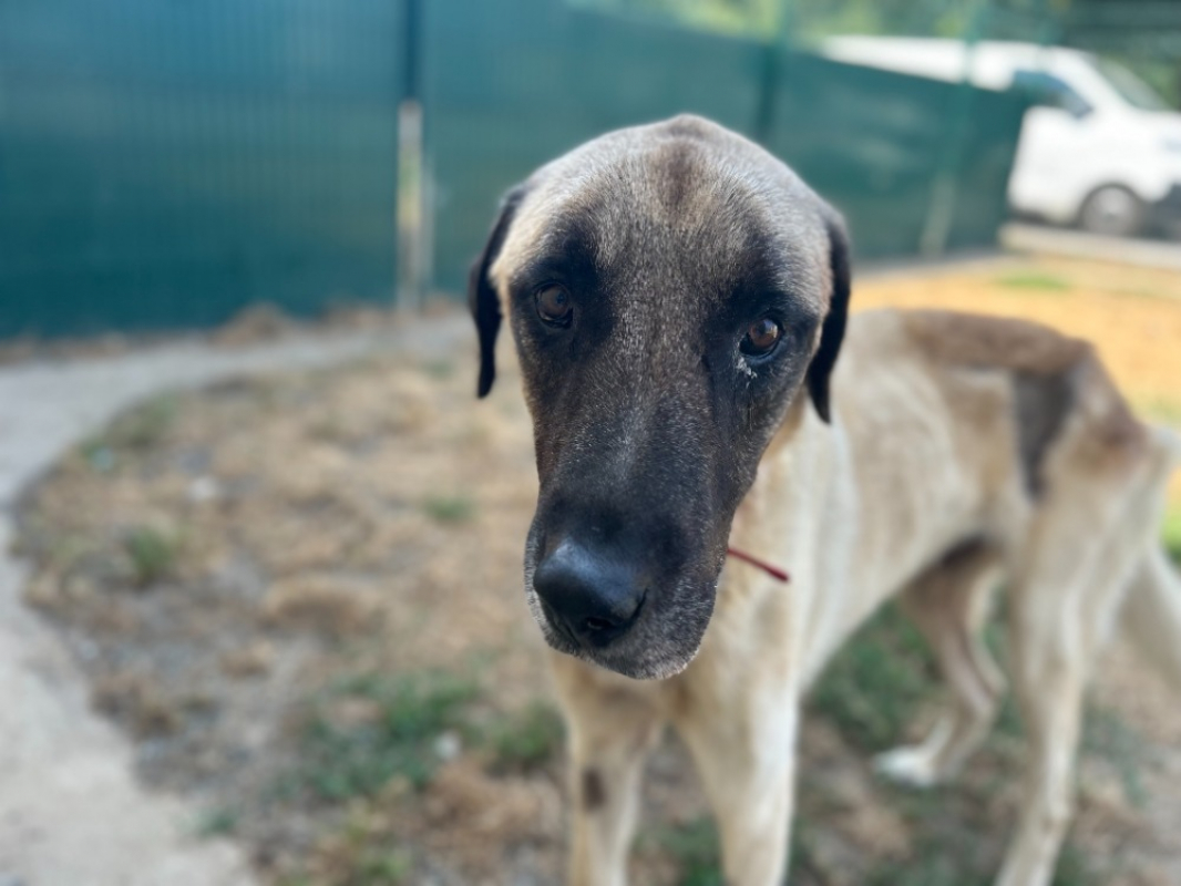 Neo - Chien Berger d'Anatolie à adopter - photo 2