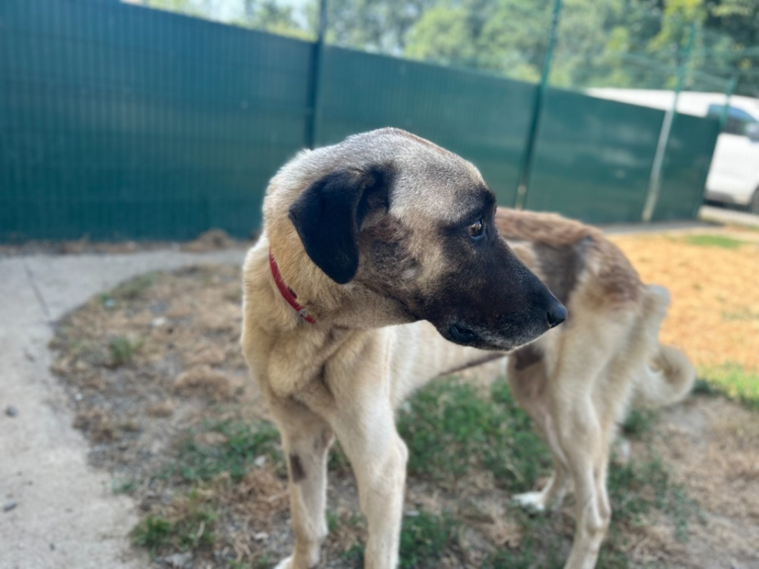 Neo - Chien Berger d'Anatolie à adopter - photo 3