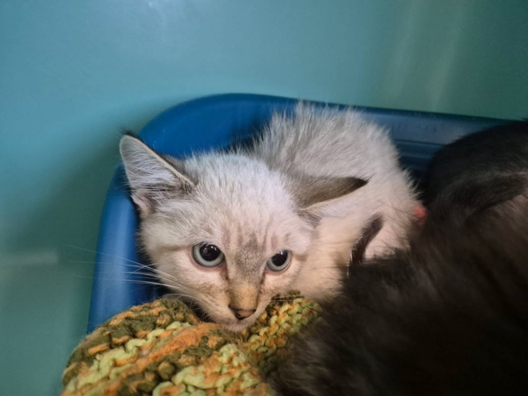 Cool - Chat Européen à adopter