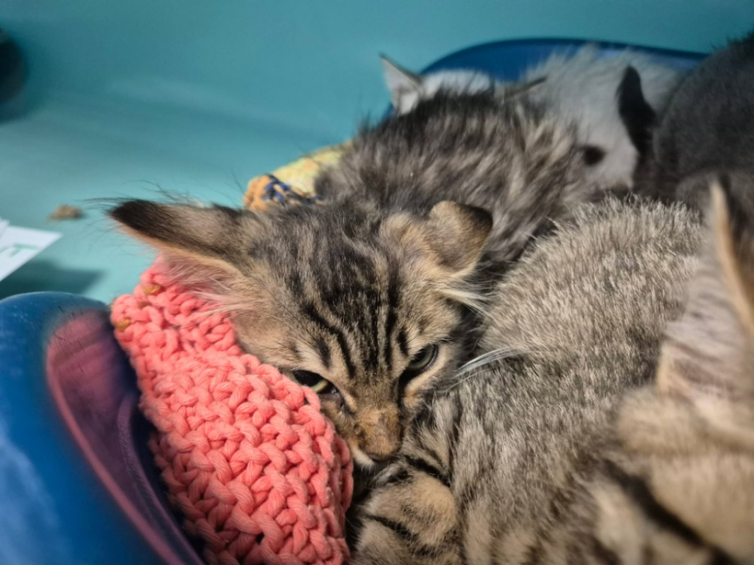 Sympa - Chat Européen à adopter