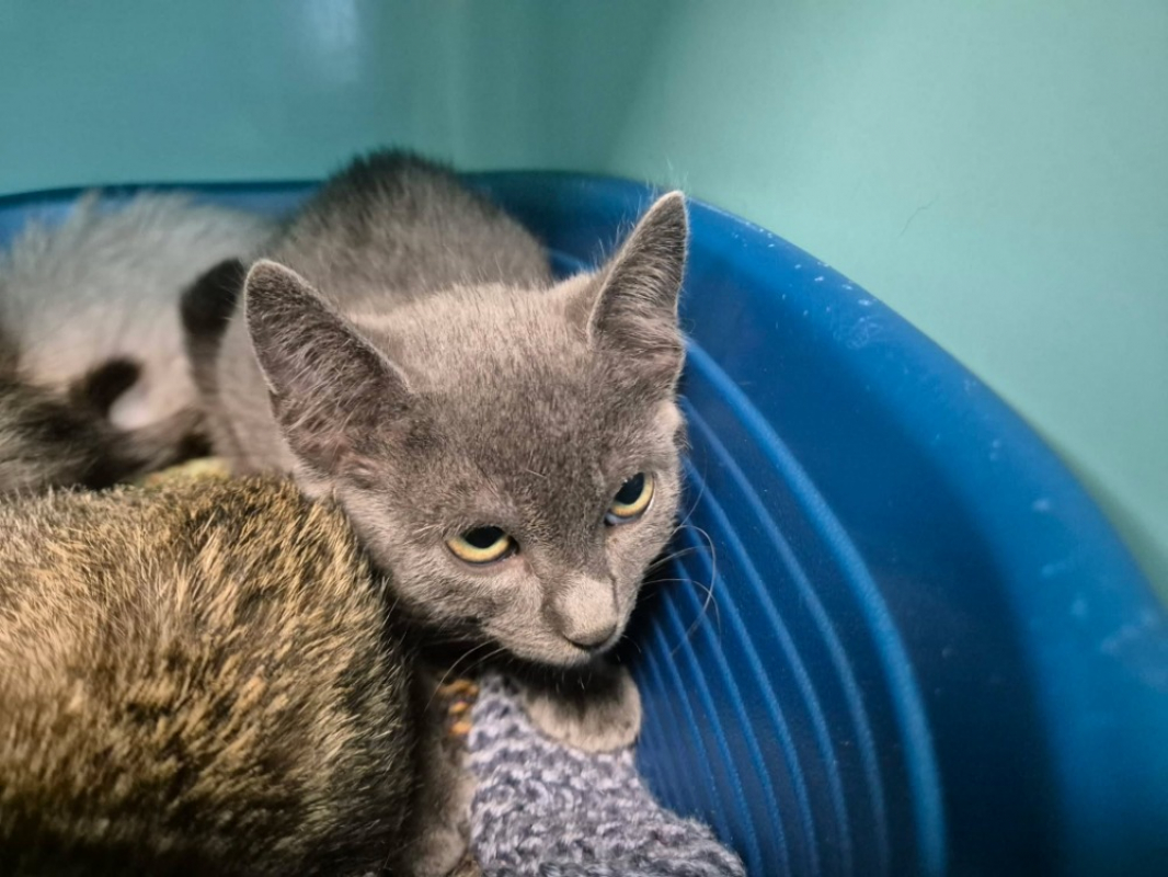 Charmant - Chat Européen à adopter