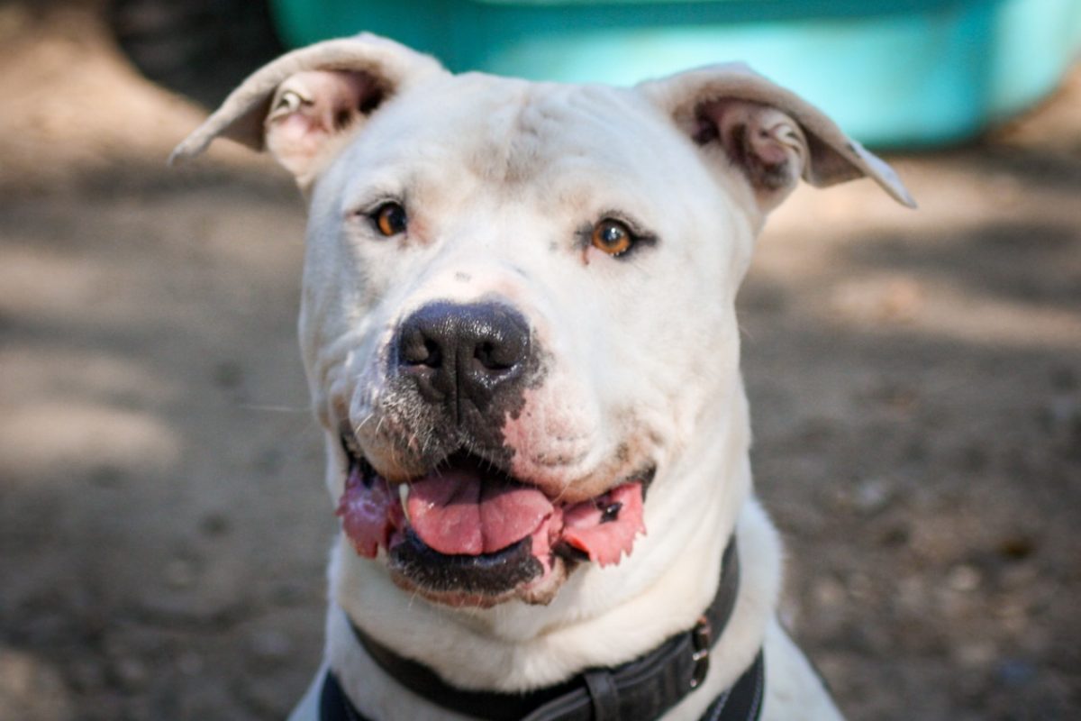 Saiko - Chien à adopter