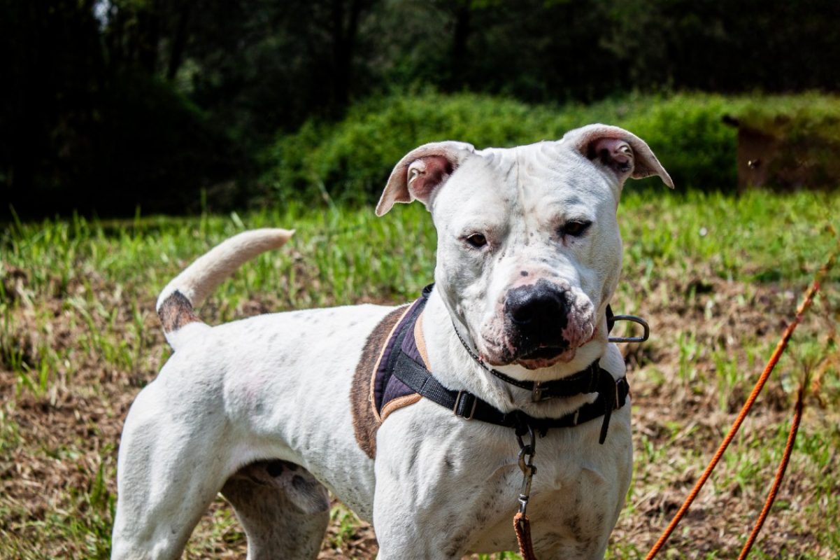 Saiko - Chien à adopter - photo 3