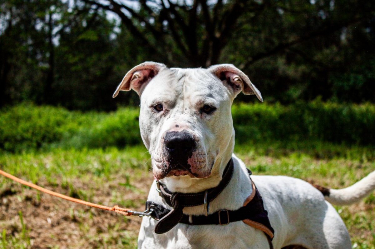 Saiko - Chien à adopter - photo 4