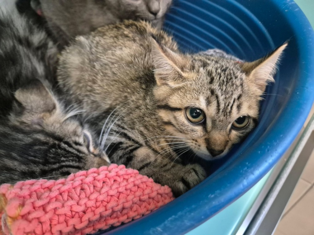 Sublime - Chat Européen à adopter