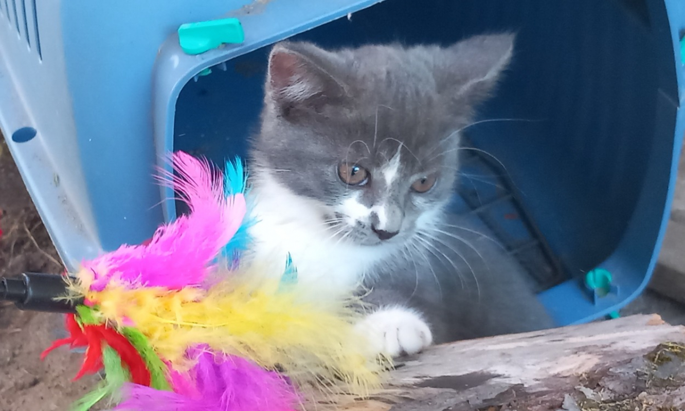 Sigma - Chat Européen à adopter