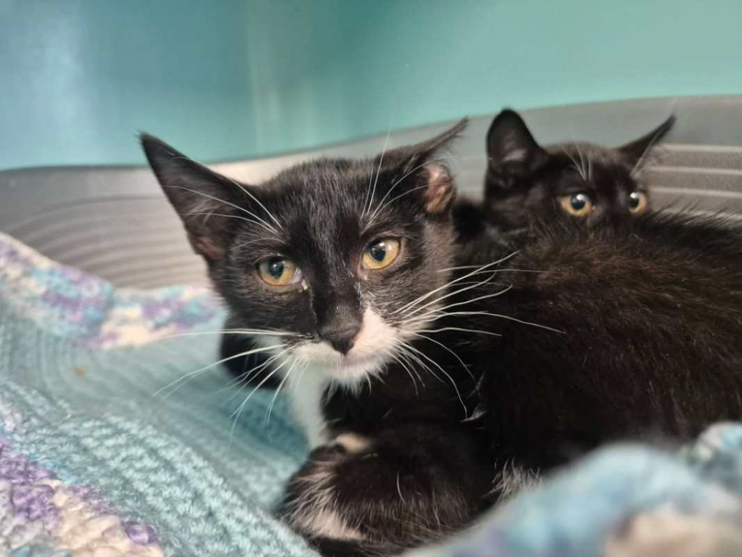 Trognon - Chat Européen à adopter