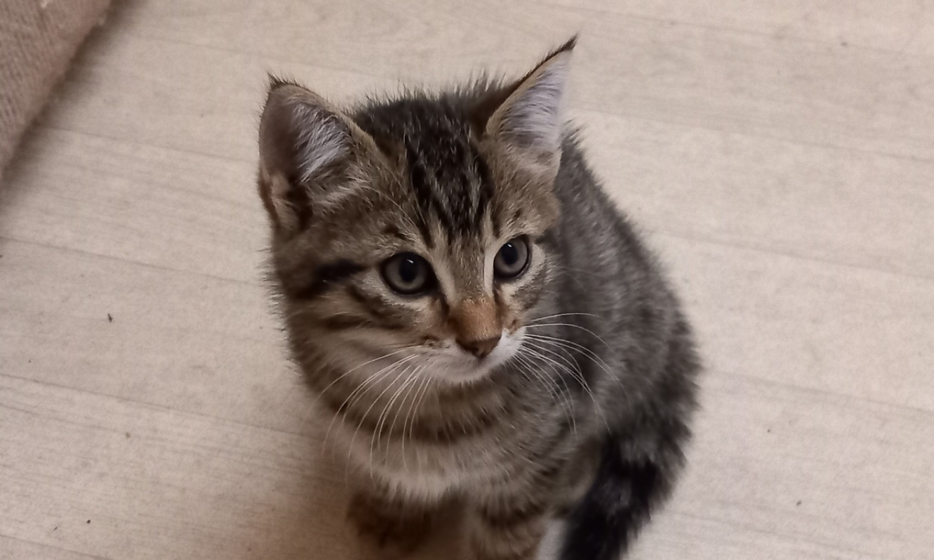 Kappa - Chat Européen à adopter