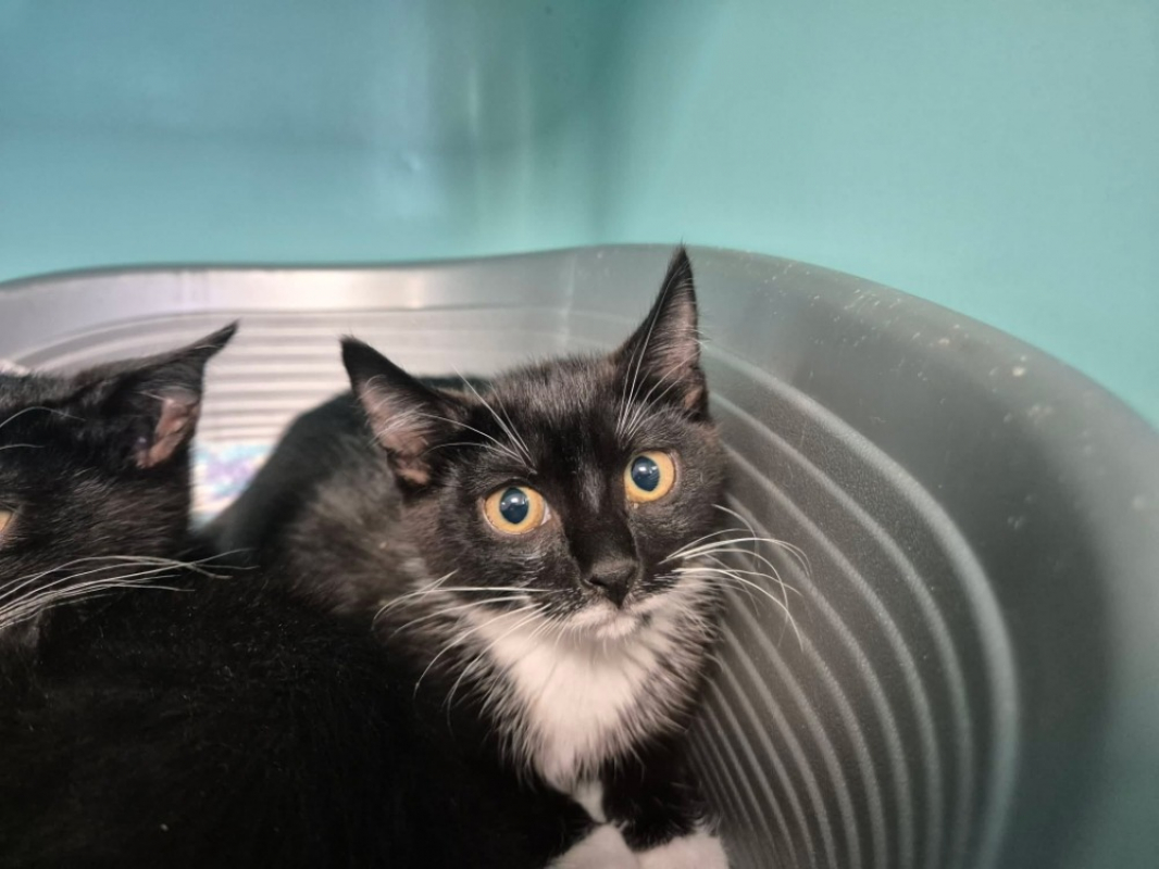 Jolie - Chat Européen à adopter