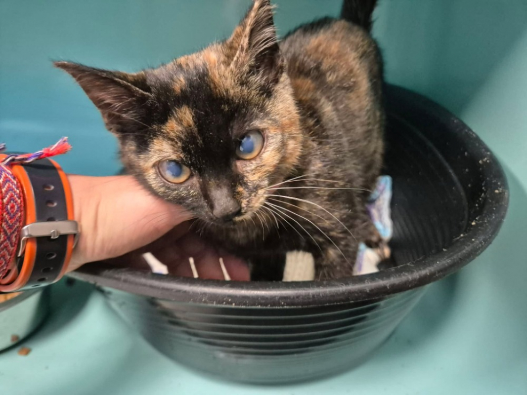 Beaute - Chat Européen à adopter
