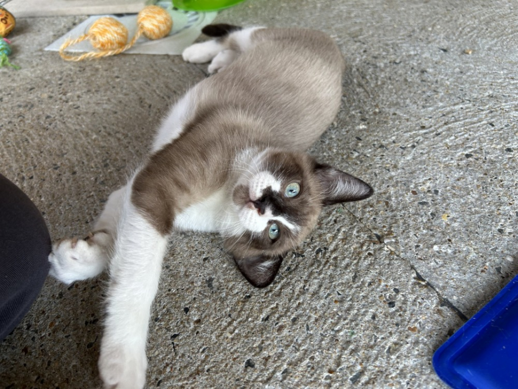 Rocket - Chat Européen à adopter