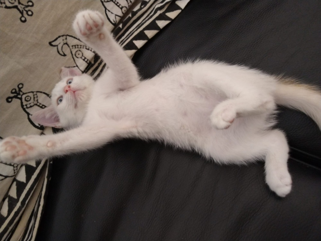 Homard - Chat Européen à adopter