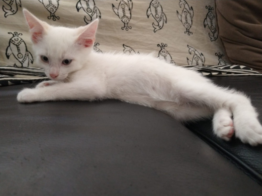 Homard - Chat Européen à adopter - photo 2