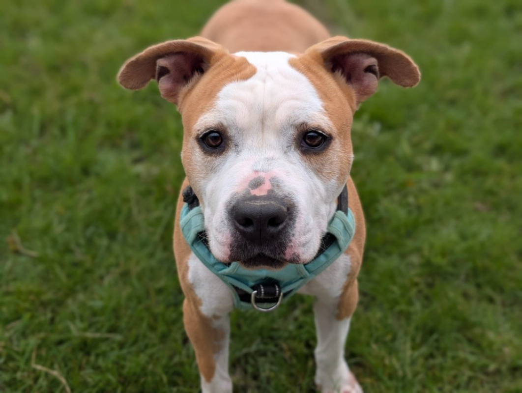 Prada - Chien à adopter